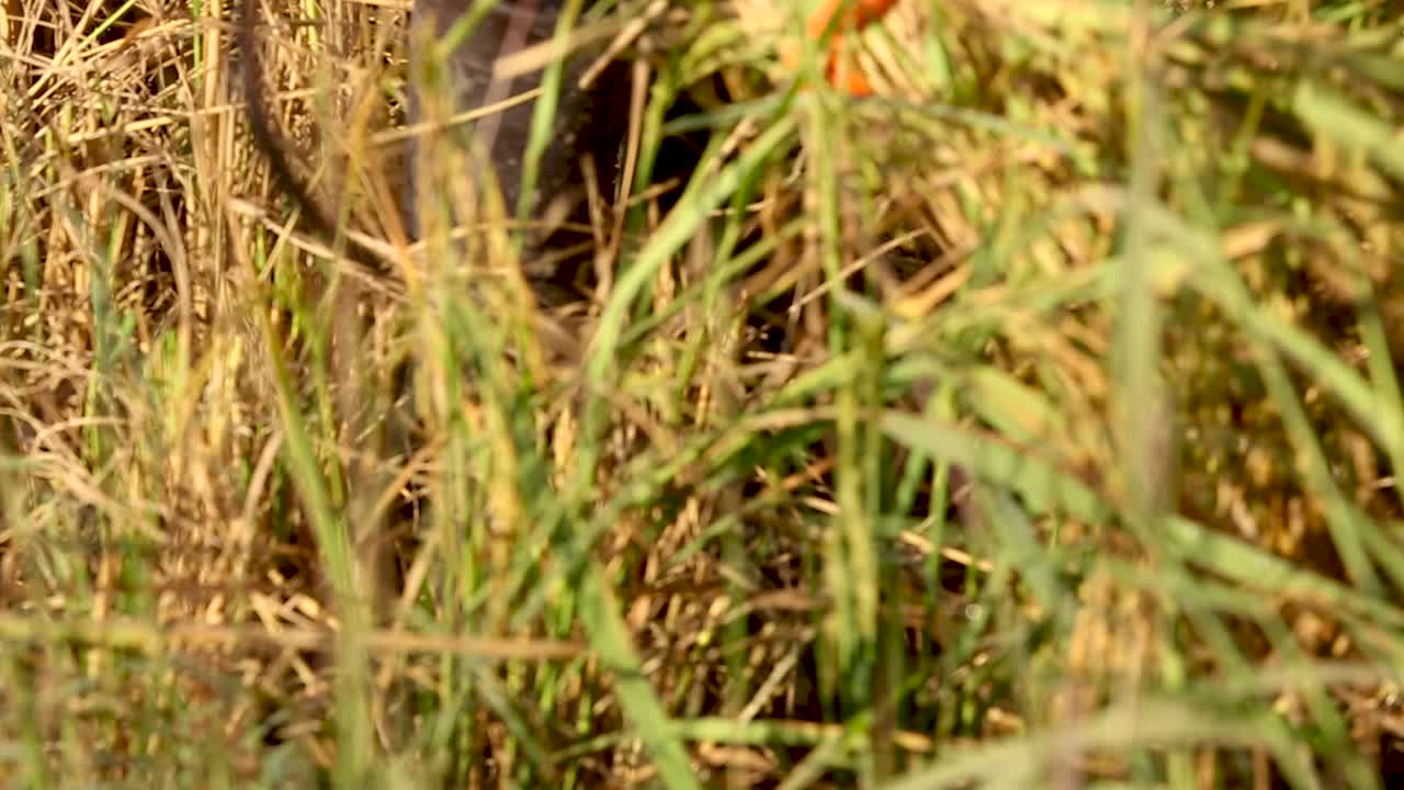 la provincia de surin es la tierra del arroz surin arroz, tailandia