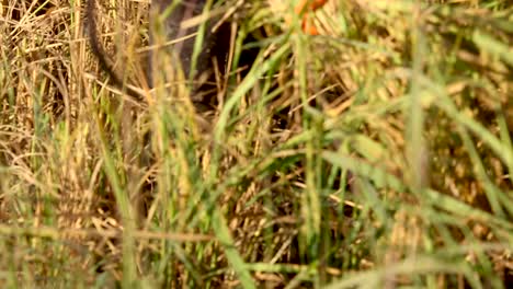 rice havesting rice reaper at surin province, thailand surin province is land of rice surin rice, thailand