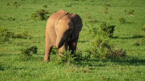 el elefante africano en cámara lenta masticando cautelosamente los arbustos en las exuberantes praderas del parque nacional de addo