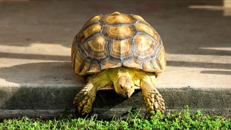 Esta-Tortuga-Sulcata-No-Deja-Que-Nada-Se-Interponga-En-Su-Camino,-Ni-Siquiera-Un-Escalón-De-Seis-Pulgadas-Hacia-Abajo