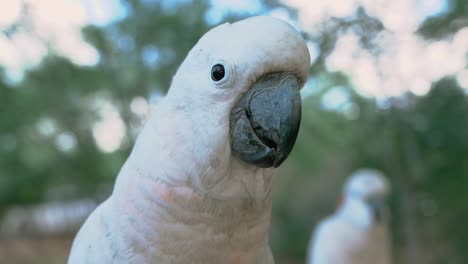 Two-beautiful-white-cockatoos-in-the-Mexican-rainforest