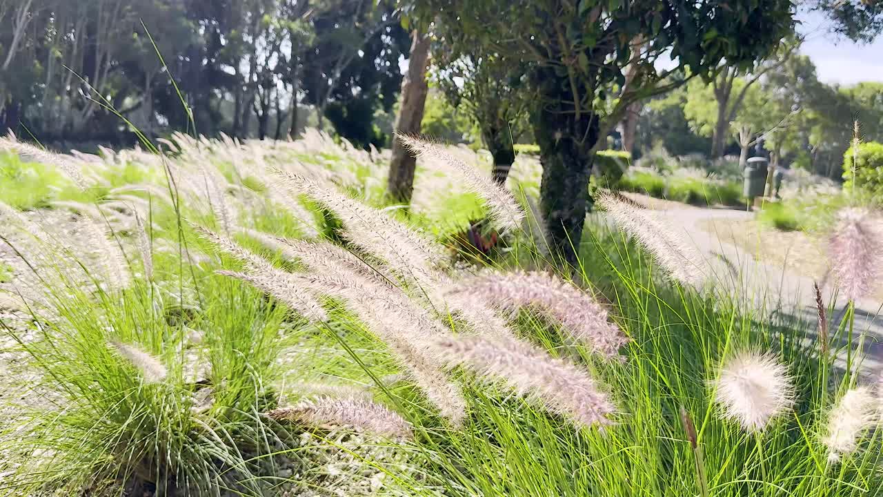 부드러운 바람이 골드코스트의 풀을 움직인다.