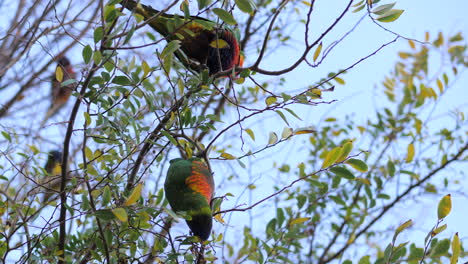 pair of rainbow lorikeet birds feeding on gum leaves upside down, slow motion