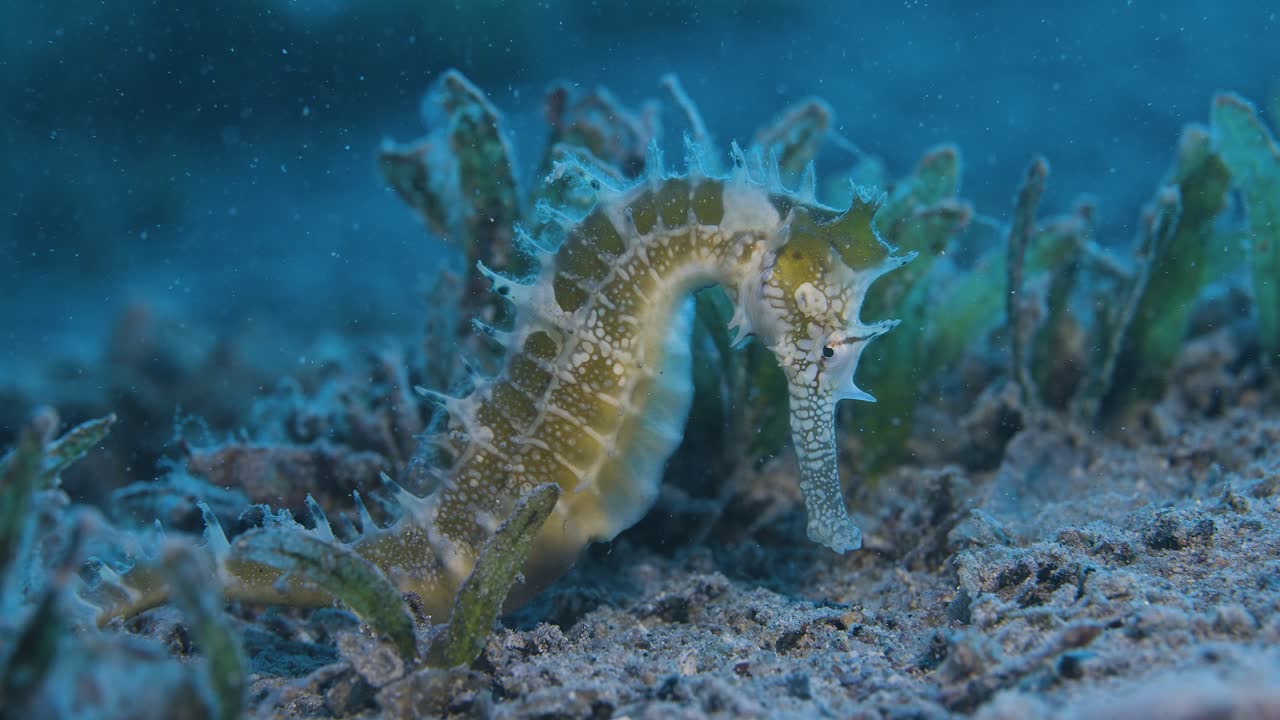 Seahorse. Seahorse hides in seaweed on the seabed. Red sea.