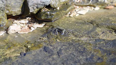 Marine-and-sea-life