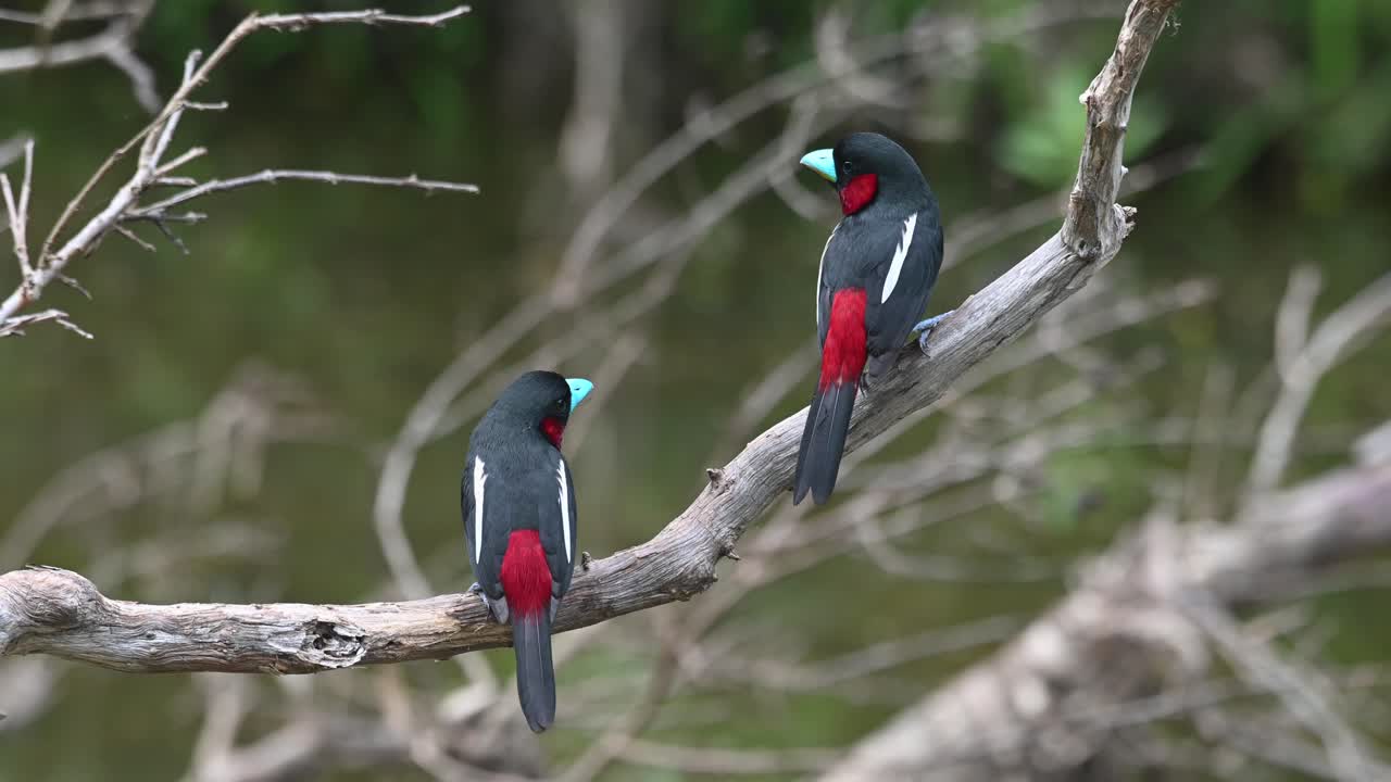 Eurilaimo panciarossa, Cymbirhynchus macrorhynchos, Kaeng Krachan, Thailandia.