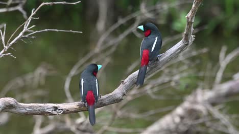 black-and-red broadbill, cymbirhynchus macrorhynchos, kaeng krachan, thailand