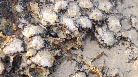 close-up view of barnacles and oysters on a sandy beach in phuket, thailand. natural lighting highlights the textures and colors