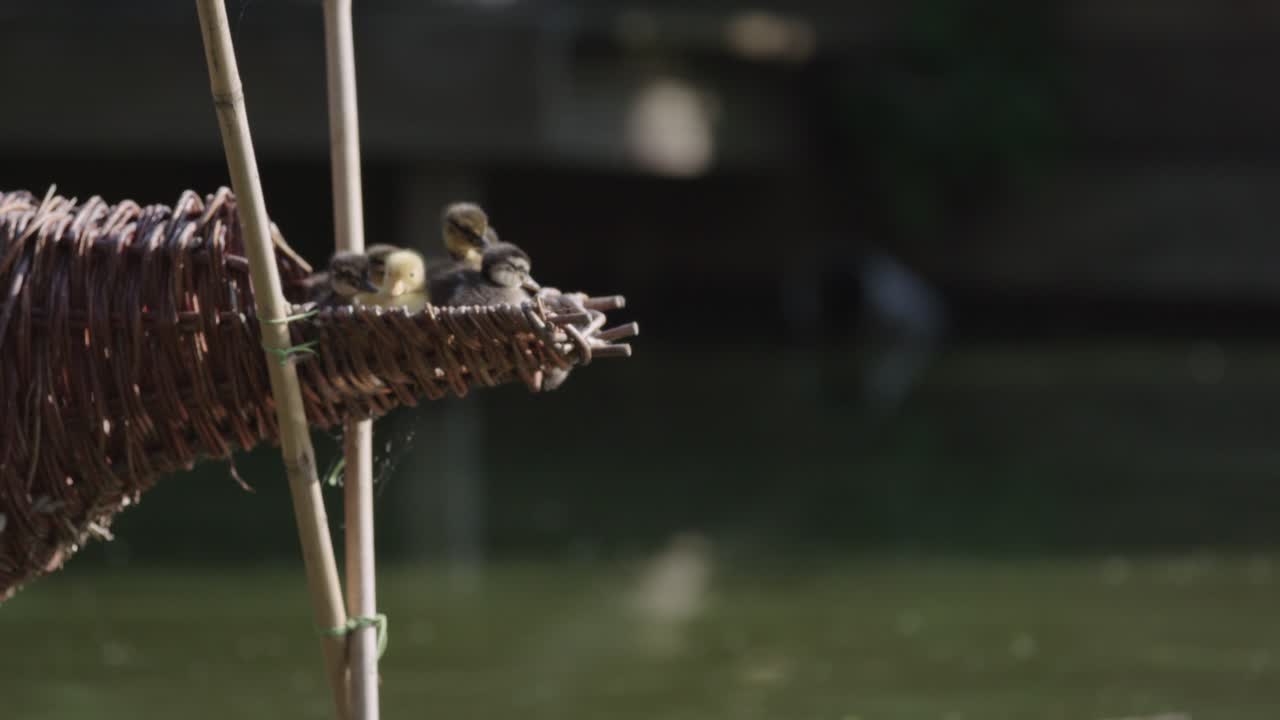 Baby Ducks in a Wicker Nest