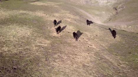 Rebaño-De-Ganado-Angus-Negro-Pastando-Mirando-Drones,-Campo-Californiano