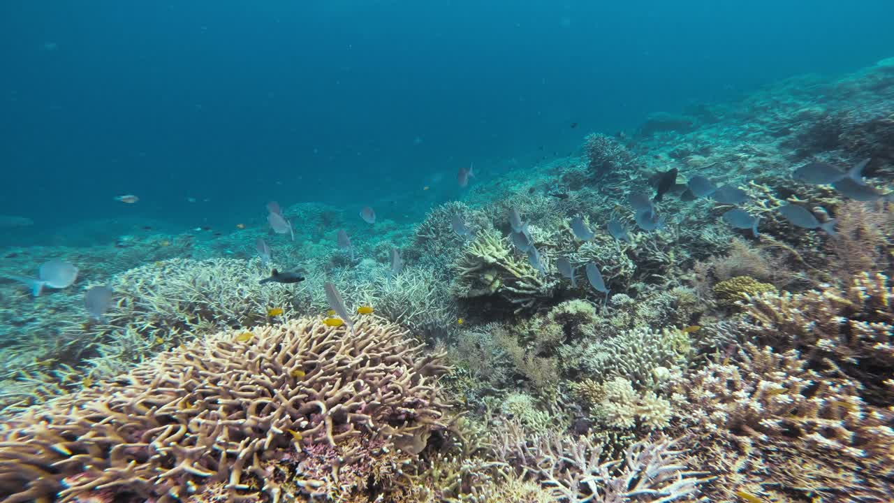 un grupo de peces nada sobre un vibrante arrecife de coral en la gran barrera de arrecife, australia, con la cámara siguiendo su movimiento