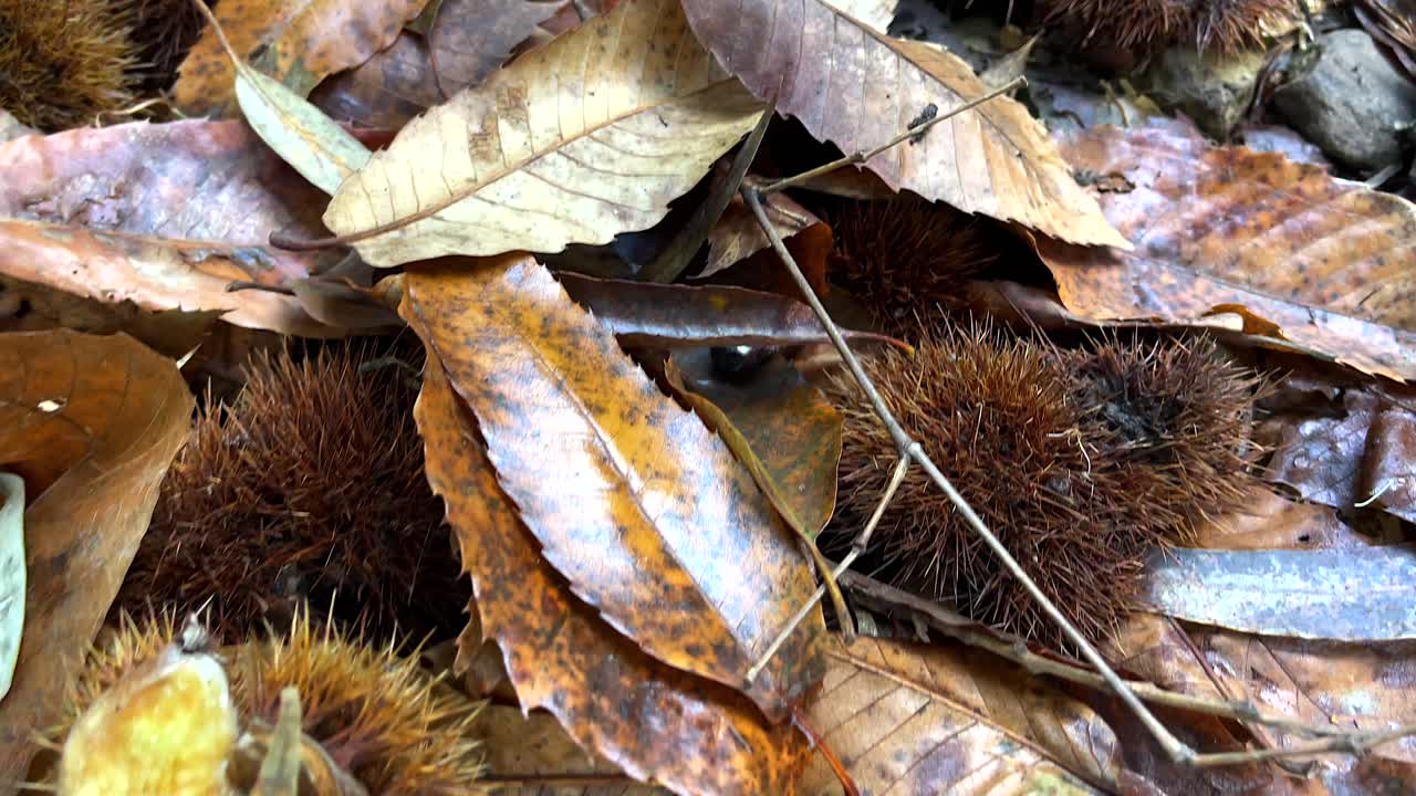 Autumn Season In A Wood Of Chestnut Trees in Spain, Harvest Time