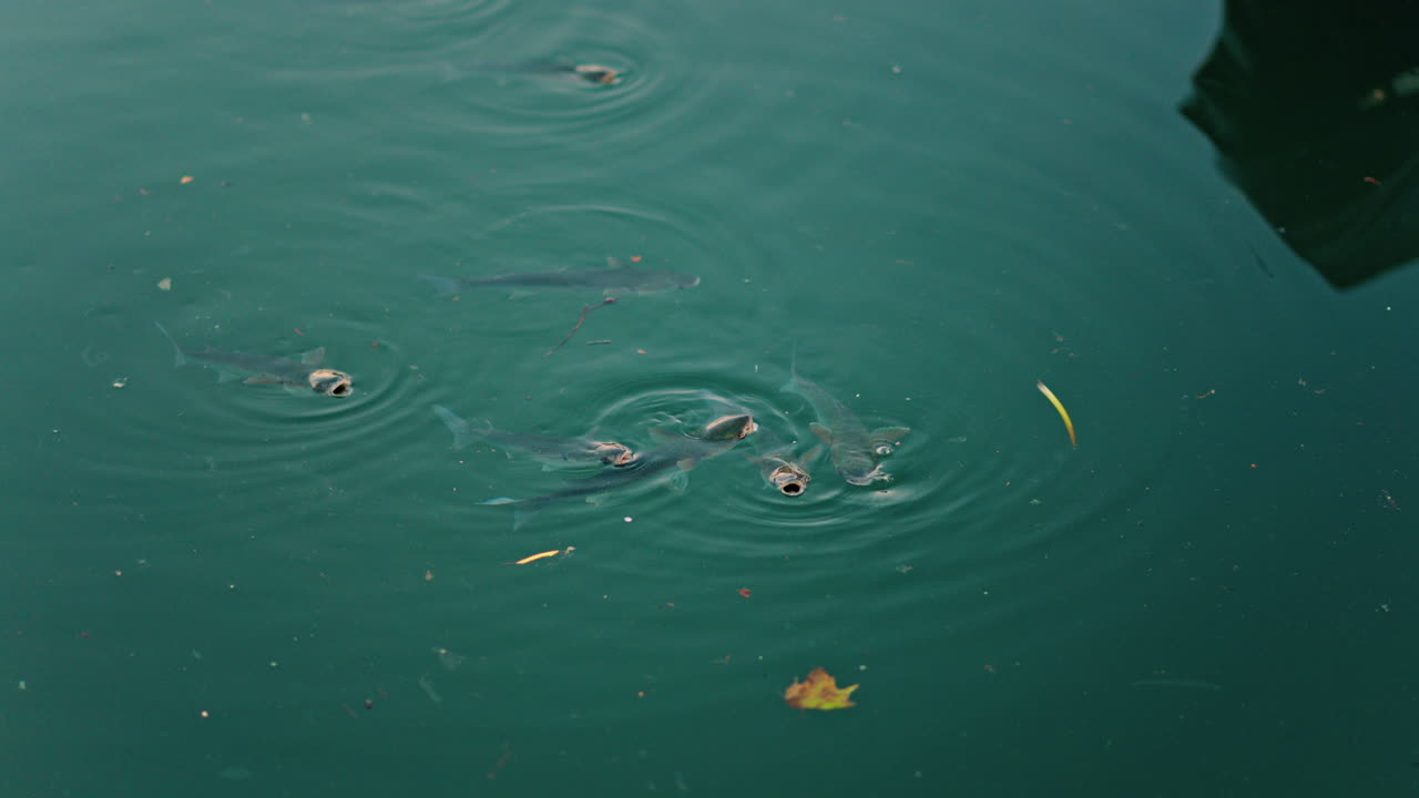 Close up of multiple fish swimming in the Mediterranean sea
