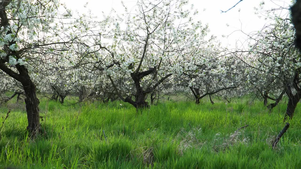 antiguo huerto de cerezos agrios desatendido en flor