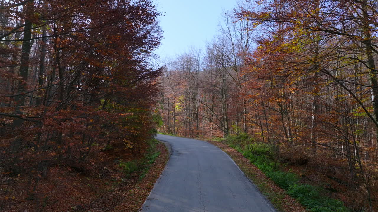 가을의 숲을 가로질러 휘어지는 길