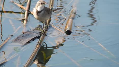 a cape wagtail hunting insects in the water
