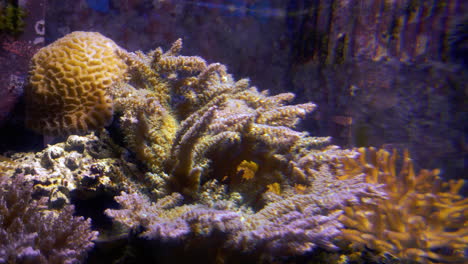 Underwater-living-fish-and-coral-in-Churamuri-aquarium,-okinawa,-Japan