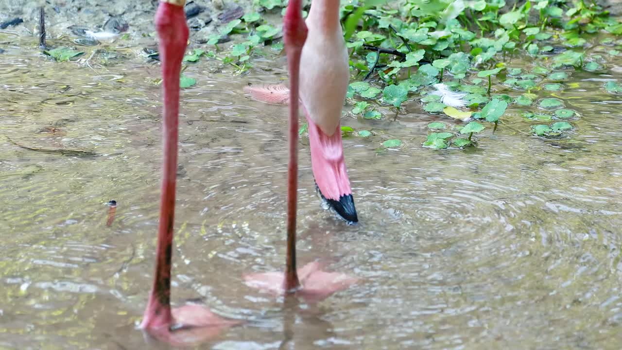 Flamingos walking gracefully in shallow water