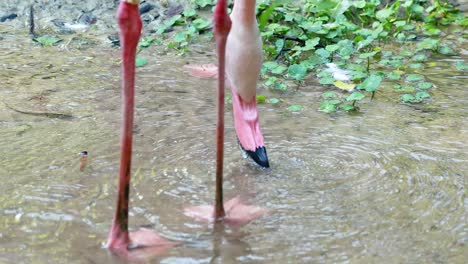 flamingos walking gracefully in shallow water