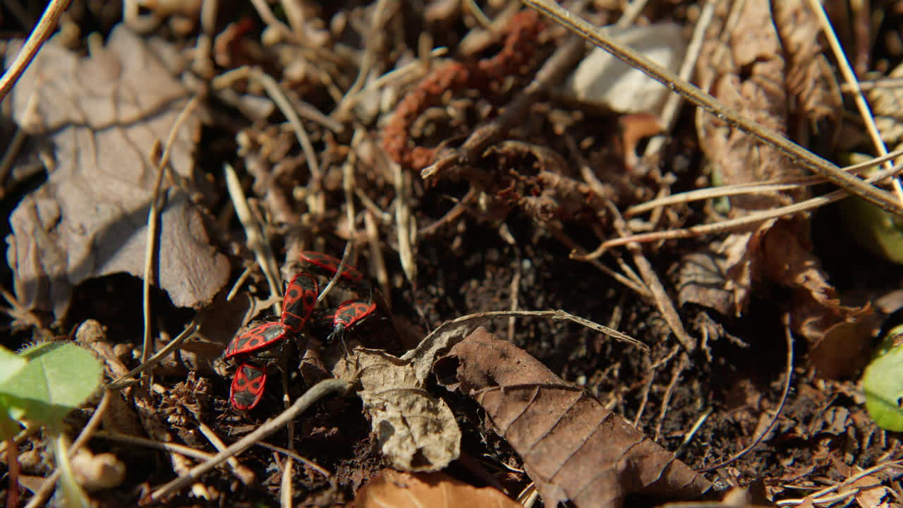Cluster Of European Firebugs On Forest Floor With Dry Leaves. wide shot