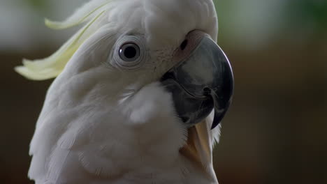 close-up of a white cockatoo