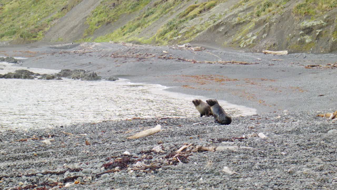 Two Fur Seal pups on a stone beach, Wellington South Coast, New Zealand