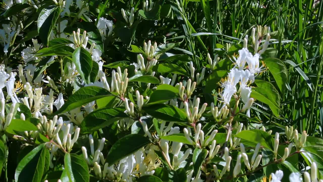 Japanese Honeysuckle Lonicera japonica fragrant white petal flowers plant nature