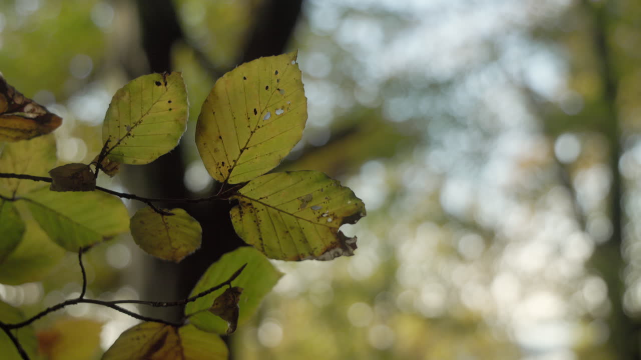 hojas verdes de otoño moviéndose lentamente en la brisa tranquila