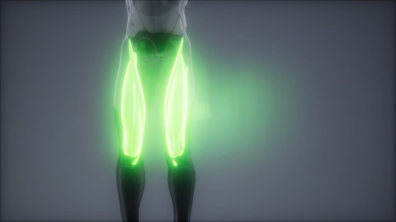 허 ⁇ 지 근육 - 눈에 보이는 근육 해부학 지도