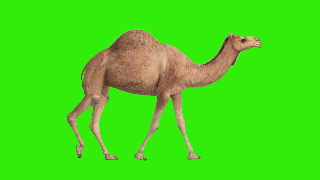 cg camello cíclico caminando en pantalla verde
