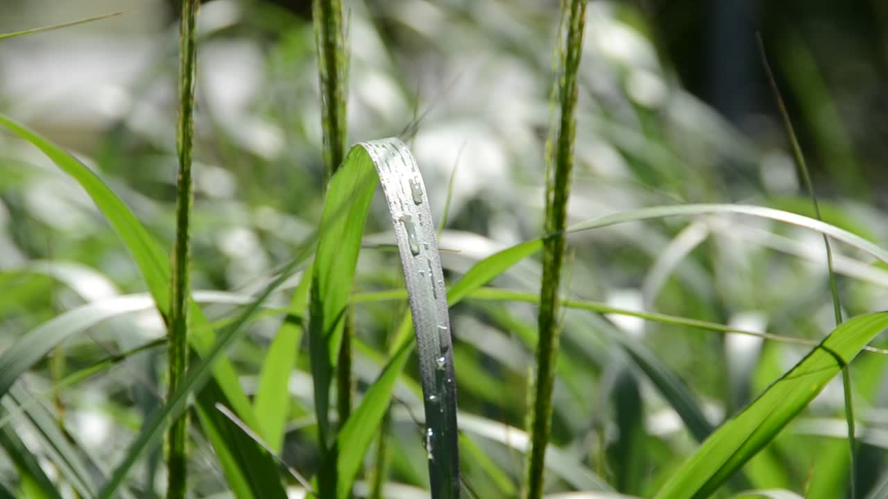 草