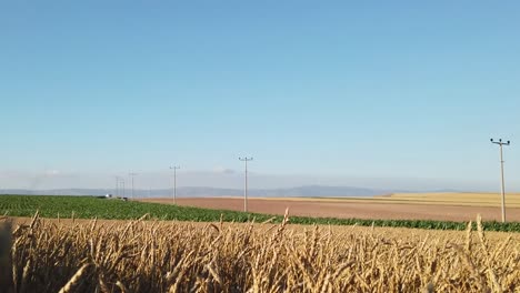 yellow agriculture wheat field ready to be harvested