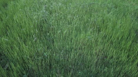 verdant grassland undulating with gentle breezes, revealing mesmerizing landscape patterns from overhead aerial perspective during peaceful summer daylight
