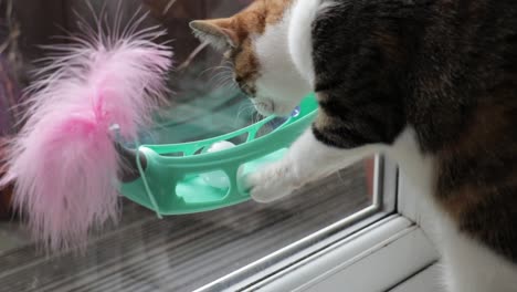 Un-Joven-Y-Lindo-Gato-Calico-Jugando-Con-Un-Juguete-De-Ventana-Con-Ventosa-En-Casa