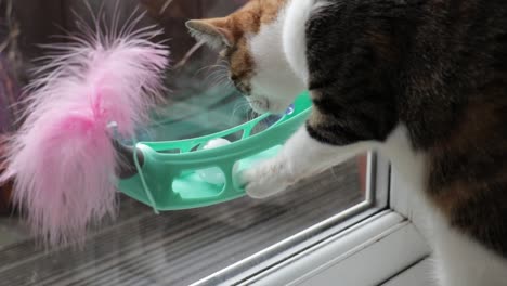 joven gato calico lindo jugando con la taza de succión juguete de ventana en la casa