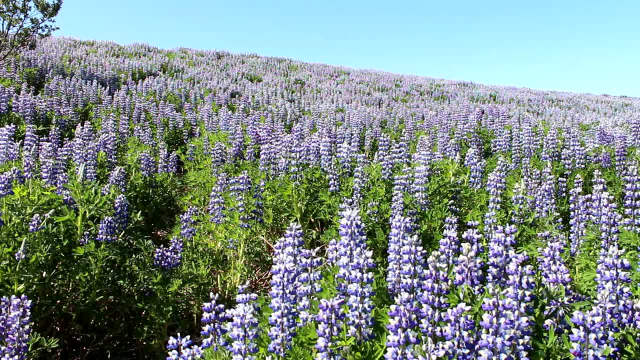 lupines 필드 "canis lupus", 꽃 피는 식물. 아이슬란드