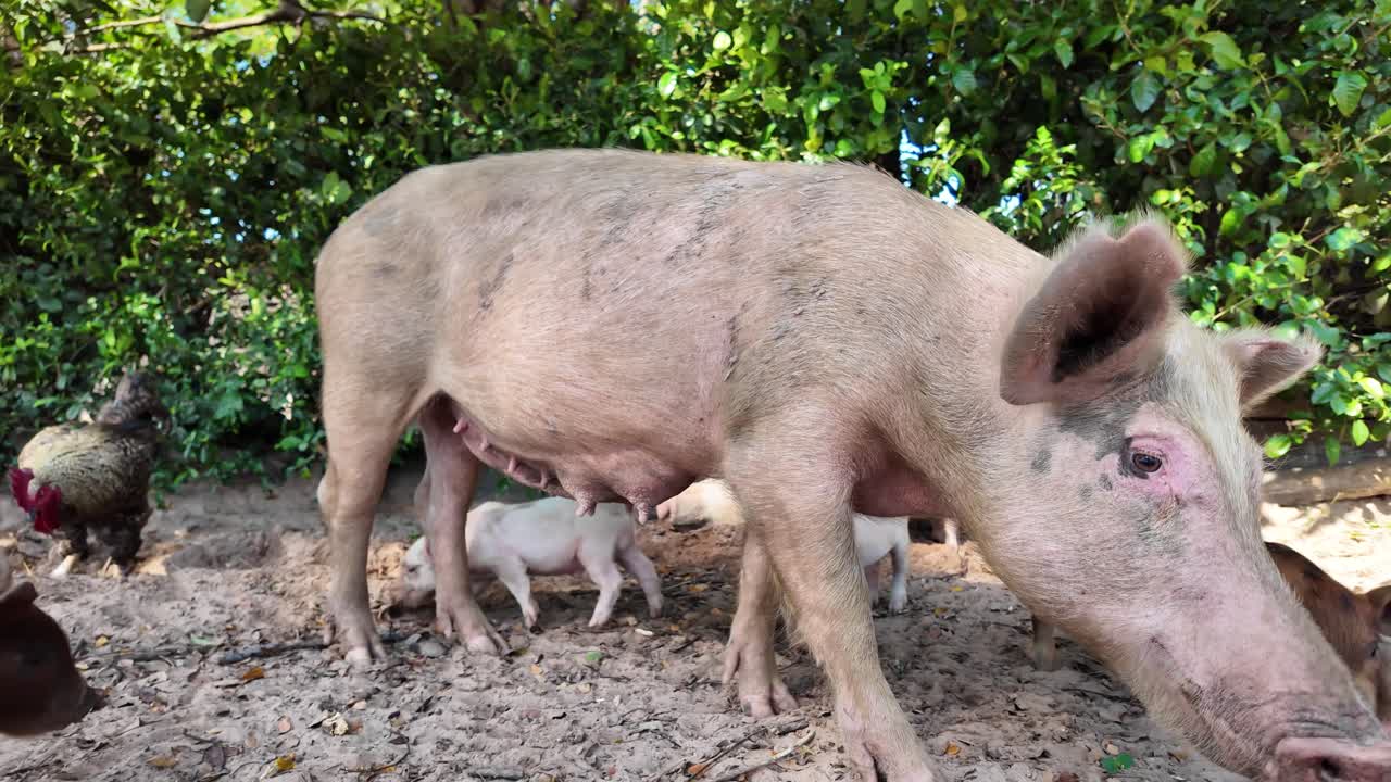 Closeup of pigs eating peacefully outdoors in natural setting