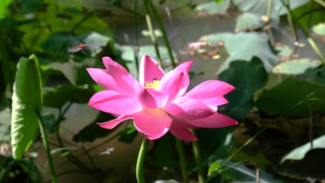 hermosa flor de loto iluminada con pétalos de color rosa en medio de la hermosa naturaleza