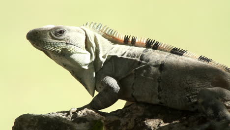 Iguana-in-nature