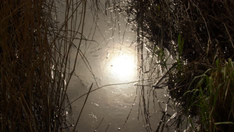 sun reflecting on the water with reeds on the river ant at the norfolk broads