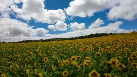 A-drone-passes-close-to-a-sunflower-field,-intense-yellow-and-green-colors,-summer,-sun,-white-clouds,-and-blue-sky,-speed,-and-vertigo