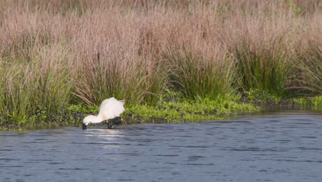 Eurasian-spoonbill-bird-wading-in-shallow-river-water-looking-for-food