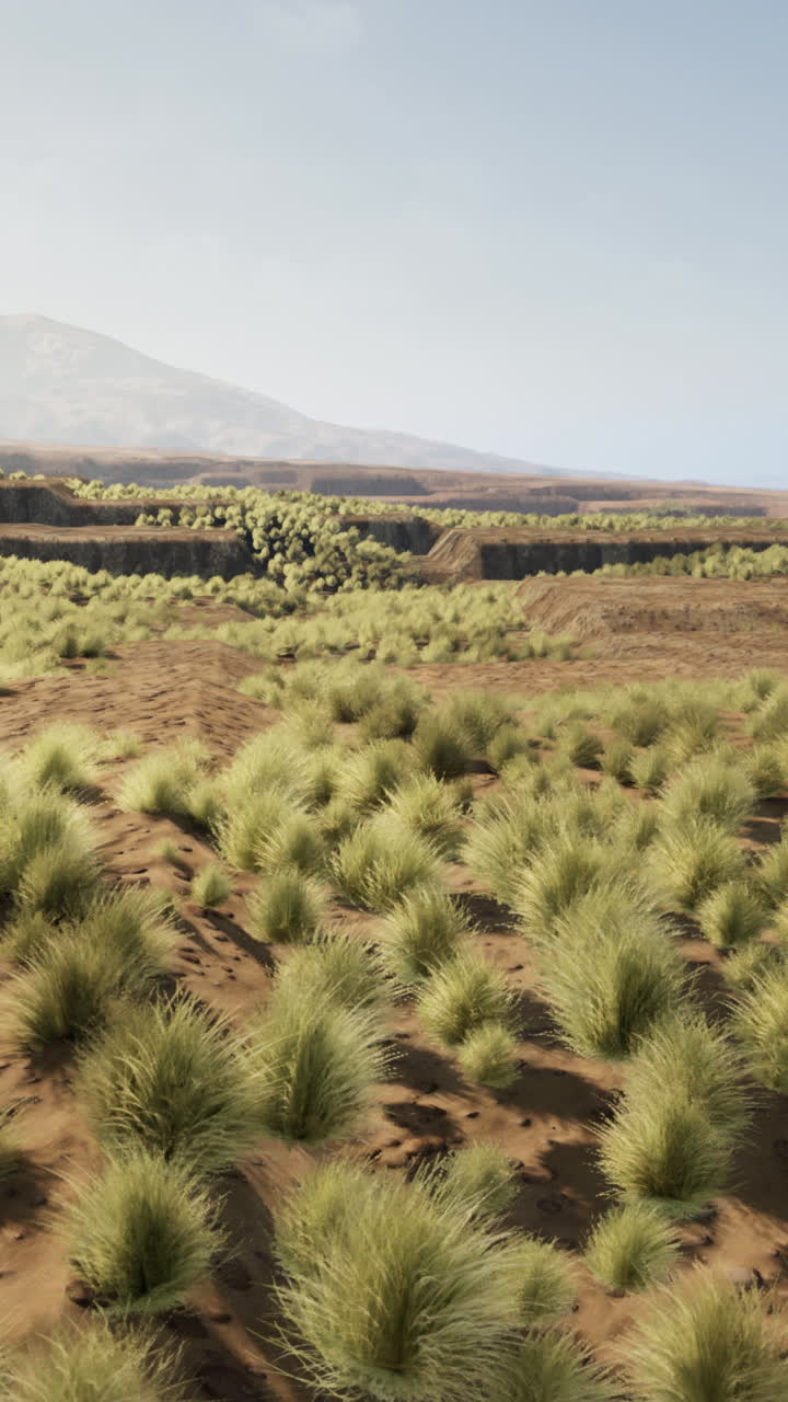 paisaje desértico con hierba