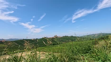 lush vineyards under a clear blue sky