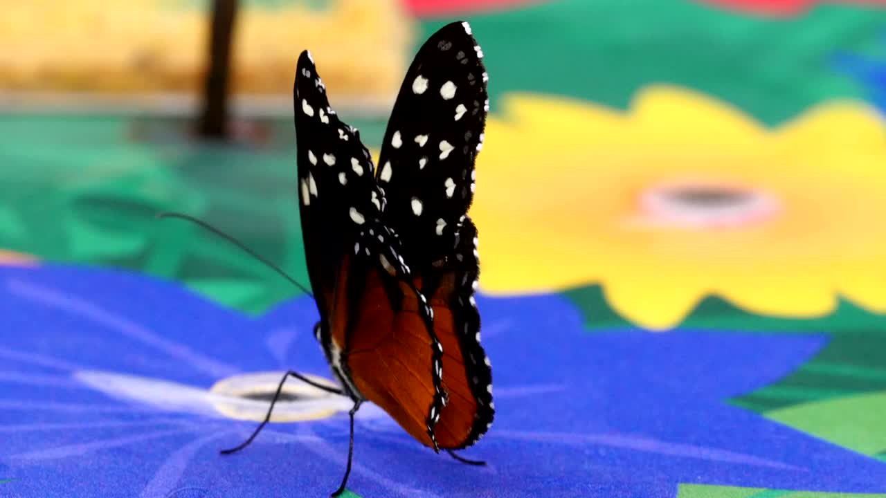 una mariposa de alas largas de tigre marrón en una flor azul
