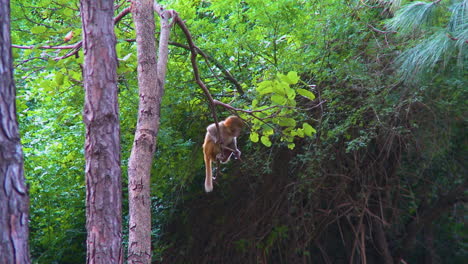 a baby monkey swinging on the branch of a tree in the park
