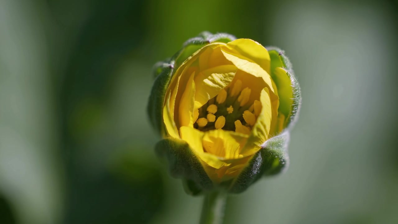 Tidsforløp av en gul blomsterknopp som åpner seg i sollys