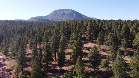 Drone-rising-through-ponderosa-pines-with-a-view-of-Abajo-Peak-in-eastern-Utah,-above-a-dirt-road