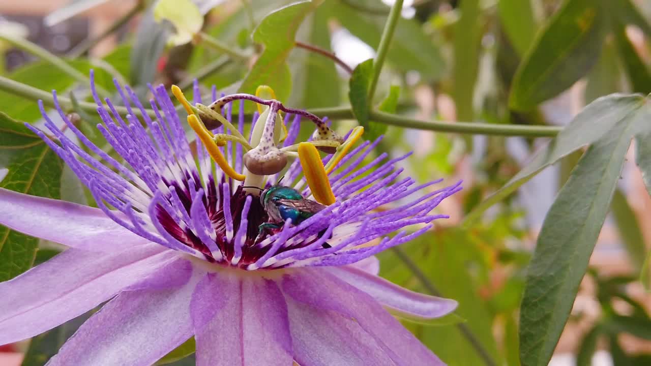 Nærbilde, panorering mot venstre, av en levende lilla pasjonsblomst med en metallisk grønn bie på det intrikate midten.