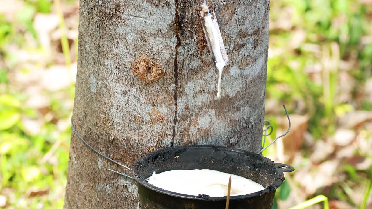 Close-up of latex sap flowing from tapped rubber tree trunk into black collection cup, daylight